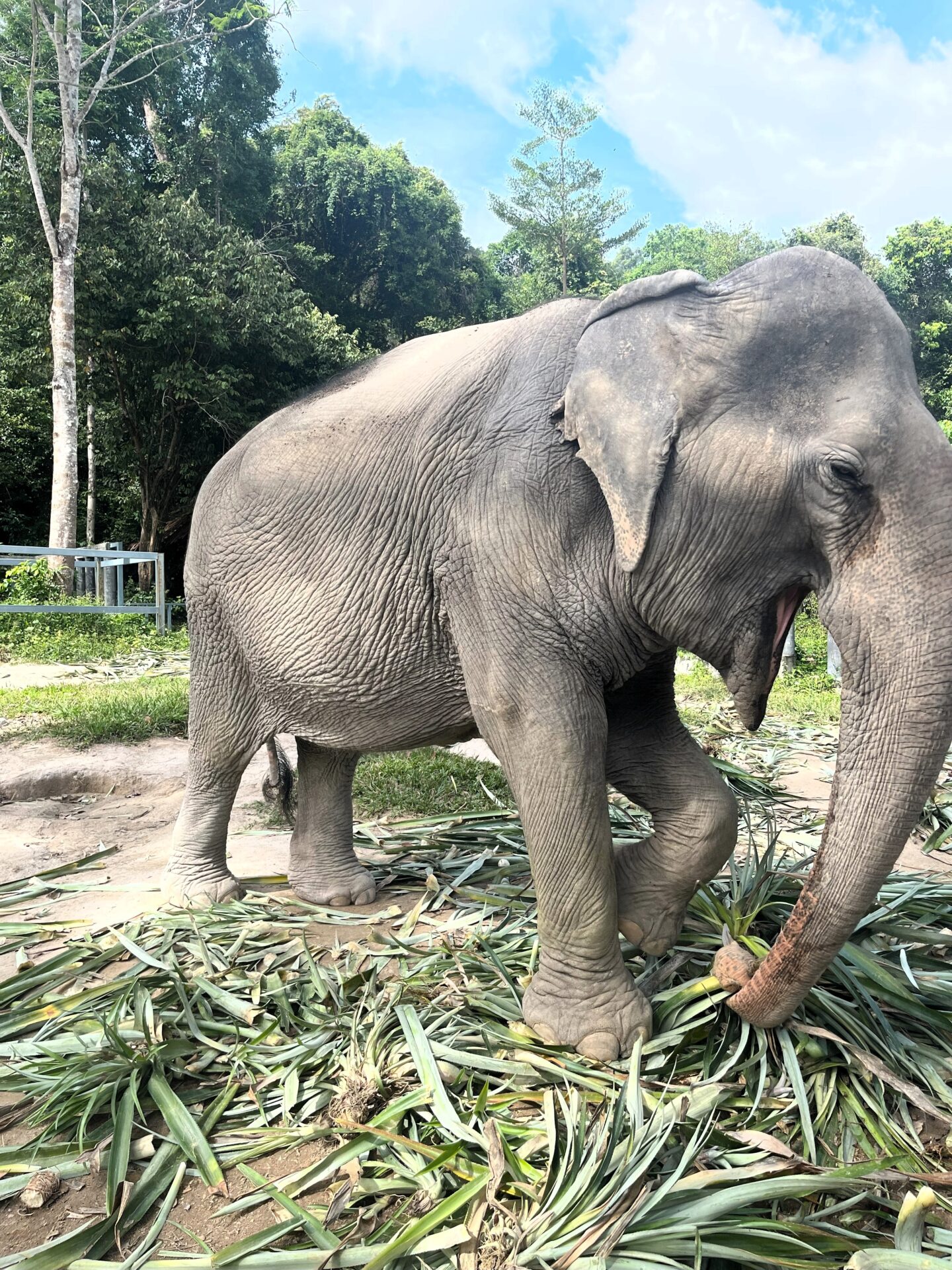 Phuket Elephant Sanctuary 