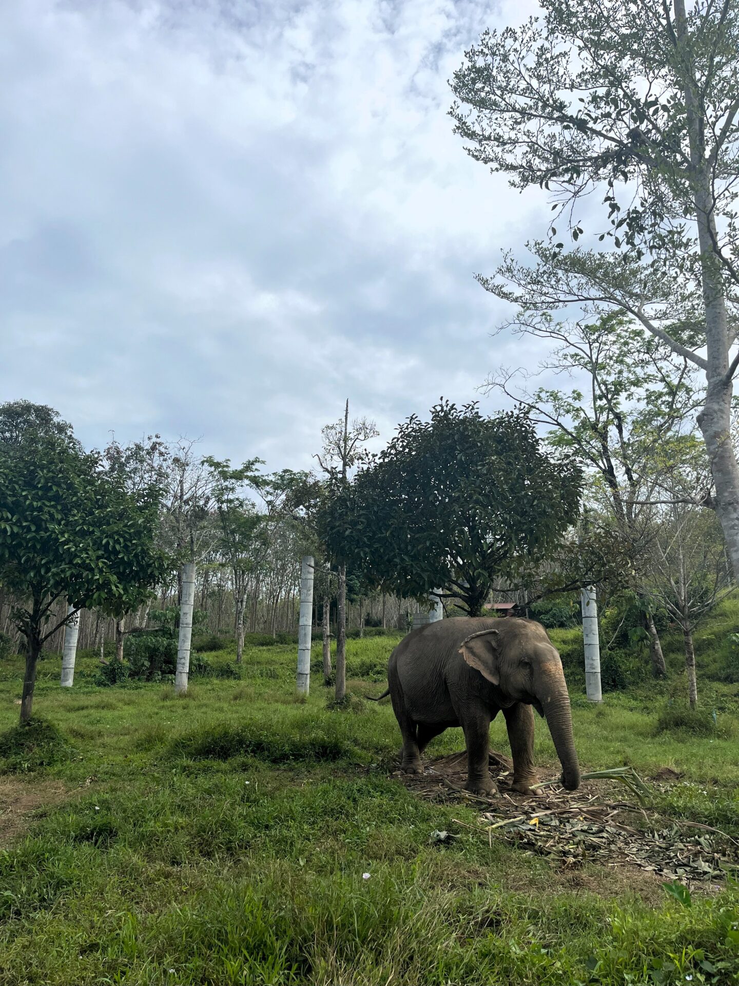 Phuket Elephant Sanctuary 