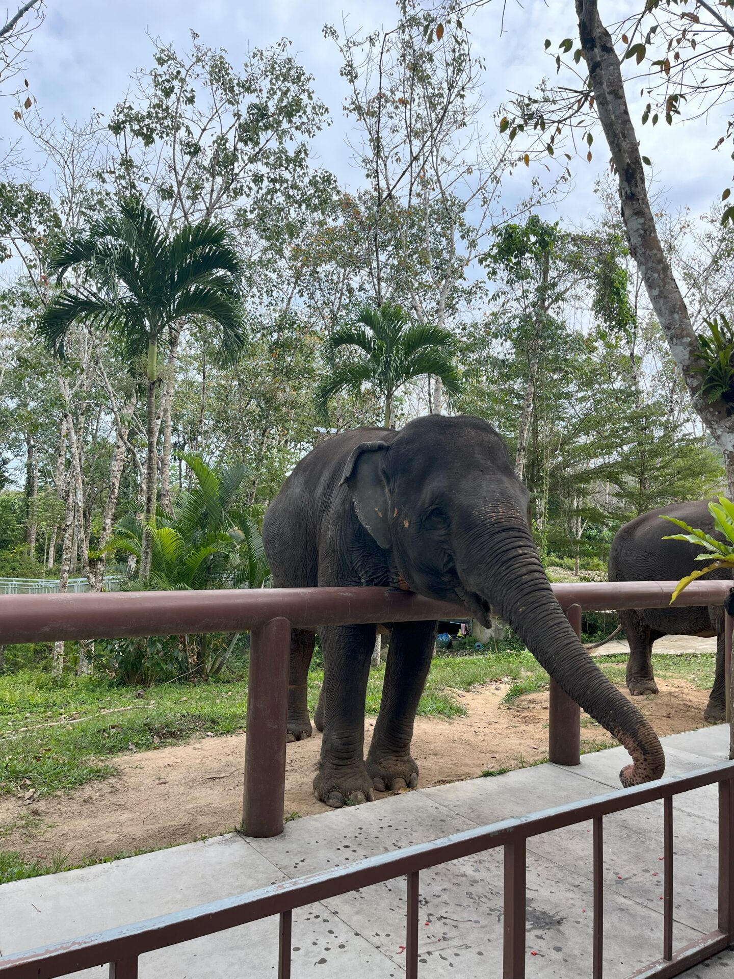 Phuket Elephant Sanctuary 